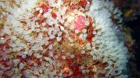 070 Claveline naine (Pycnoclavella sp)